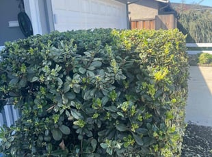 Bush Trimming by Bernardo Barrios SΓ‘nchez for Marcus H. in San Jose, CA