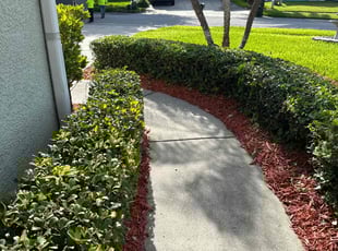 Bush Trimming by Elvis Pintado for David K. in Clearwater, FL