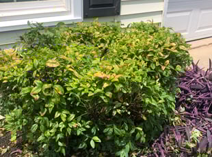 Bush Trimming by E Fiorucci for Samantha B. in Greer, SC