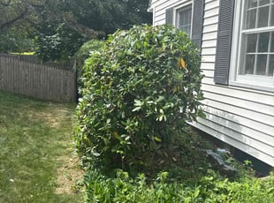 Andrea M.'s Bush Trimming service result