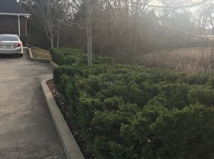 Bush Trimming by George Brothers for Amanda L. in Murfreesboro, TN