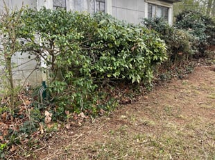 Bush Trimming by Daniel Burse for Jackie B. in Atlanta, GA