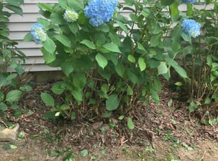 Carolyn D.'s Bush Trimming service result