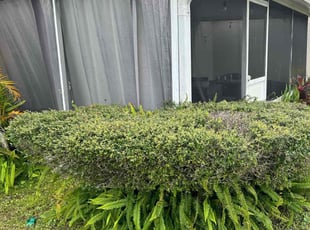 Bush Trimming by Quinton Davis for Daniell F. in Kissimmee, FL
