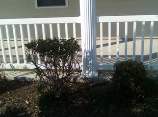 Bush Trimming by Shamika Barnes for Maria C. in Hampton, VA