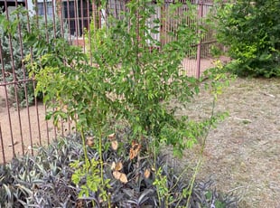 Bush Trimming by Fredrick Miller for Michael R. in San Antonio, TX