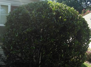 Bush Trimming by Adams Paiz for Austin T. in Charlotte, NC