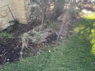 Leaf Removal by Carjaseph Bell for Priana M. in Bellaire, TX