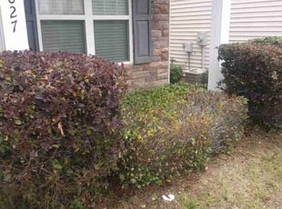 Bush Trimming by Adams Paiz for Sebrina R. in Charlotte, NC