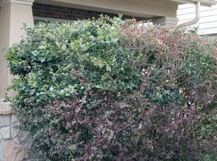 Bush Trimming by Alexis Perez for Amanda M. in Cypress, TX