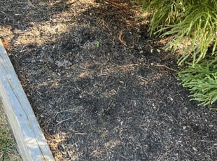 Weeding by Carlos Alba for Brett S. in Vienna, VA