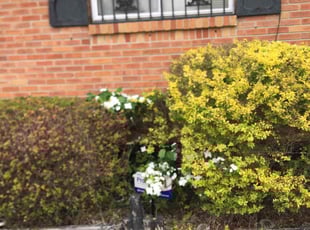 Bush Trimming by Gregory Hearn for MARY J. in Memphis, TN