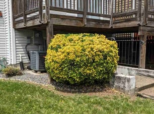 Bush Trimming by David Peters for Cheryl P. in Lorton, VA