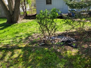 Bush Trimming by Benjiman Pultorak for Jenn M. in Troy, MI