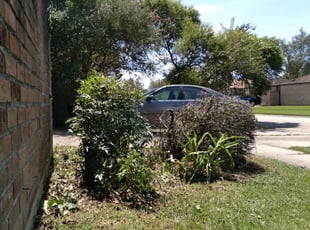 Bush Trimming by Adam Craft for Pennie Y. in Baton Rouge, LA