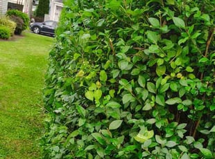 Ron B.'s Bush Trimming service result