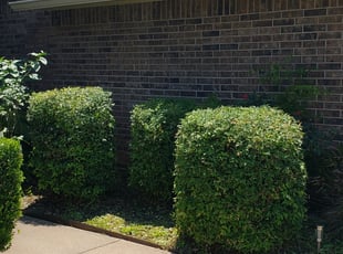 Bush Trimming by Austin Auringer for Cathryn B. in Norman, OK