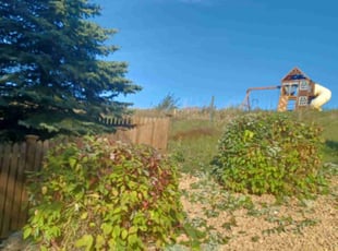 Bush Trimming by Abigial Klar for Donna H. in Minneapolis, MN