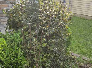 Bush Trimming by Vertron Gilyard for Neechelle R. in Elgin, SC