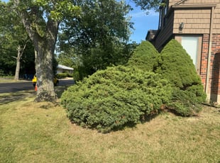 Curt C.'s Bush Trimming service result