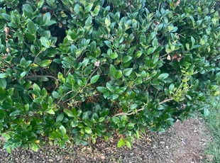 Bush Trimming by Sid Evans for Alexander F. in Charlotte, NC