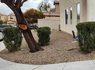 Bush Trimming by Lamont Johnson for Jeffrey T. in LAS VEGAS, NV
