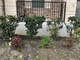 Bush Trimming by Stanmore Hinds for Joseph H. in Cibolo, TX