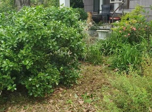 Bush Trimming by Brad Boyer for Michele B. in Hot Springs, AR