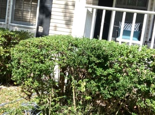 Bush Trimming by Daniel Shannon for Mercedes A. in Stafford, VA