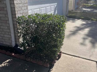 Bush Trimming by Brandon Bowers for Deanna W. in Missouri City, TX