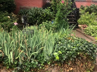 Leaf Removal by Daron Dudley for Elizabeth T. in Washington, DC