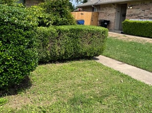 Bush Trimming by Alexander Flores for Daniel K. in Frisco, TX