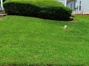 Millie R.'s Lawn Mowing service result