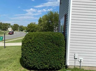 Sheryl W.'s Bush Trimming service result