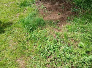 Cleanups by Megan Sprowl for Brian A. in Nashville, TN