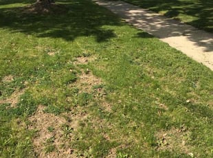 Bush Trimming by Darrian Davis for Veronica G. in Milwaukee, WI