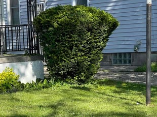 Bush Trimming by Otis Sanders for Shana J. in Detroit, MI