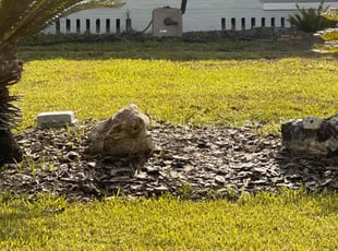 Weeding by Vee Primus for Randy J. in Jacksonville, FL