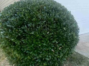 Kathy J.'s Bush Trimming service result
