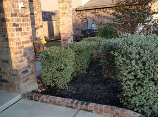 Bush Trimming by Mark Carrizales for Nidhi N. in San Antonio, TX