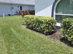 Nick K.'s Bush Trimming service result