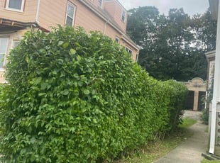 Jesus M.'s Bush Trimming service result