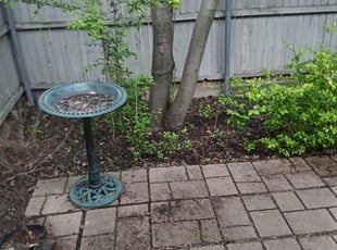 Leaf Removal by Elizabeth Cruz for Dana B. in Plano, TX