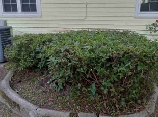 Bush Trimming by Bryan Thomas for Craig W. in North Myrtle Beach, SC