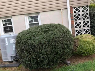 Bush Trimming by David Featherstone for Teresa P. in Odenton, MD