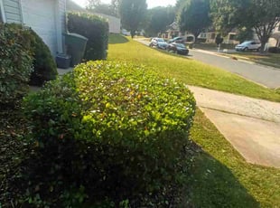 Bush Trimming by Gabriel Morel for Katie C. in Mooresville, NC