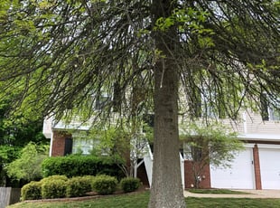 Bush Trimming by Dexter Raines for Dondre C. in Kennesaw, GA
