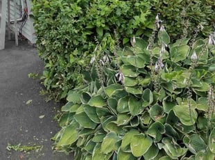 Bush Trimming by Matthew Spinelli for Betty L. in New Haven, CT