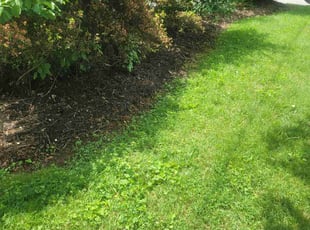 Weeding by Greg Reyes for Nicole U. in Asheville, NC