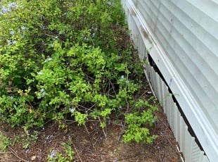 Bush Trimming by Adquate Corporation for John R. in Lake Wales, FL